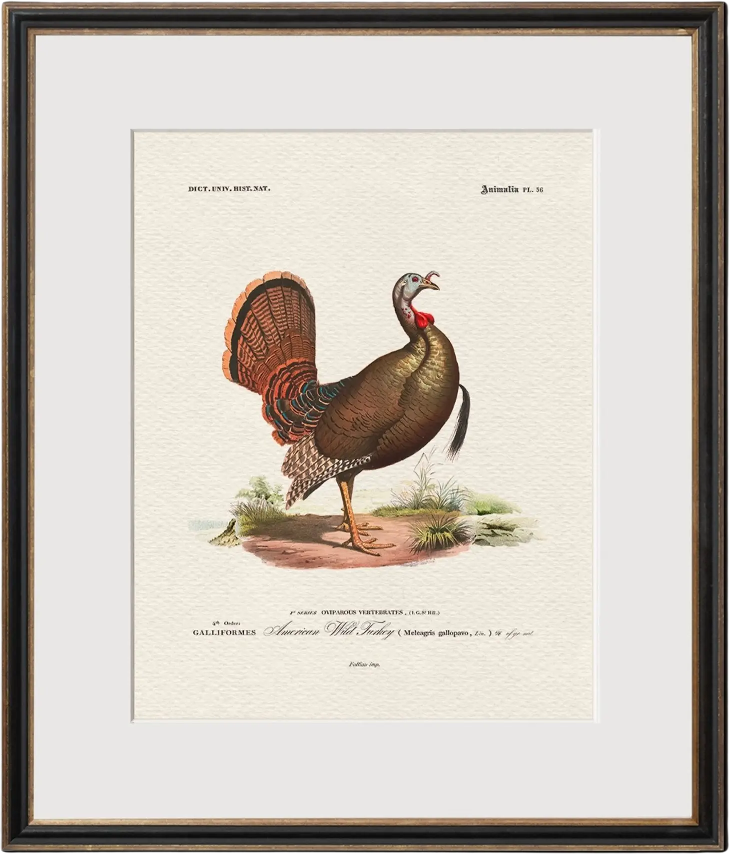 Vintage Game Birds - Wild Turkey
