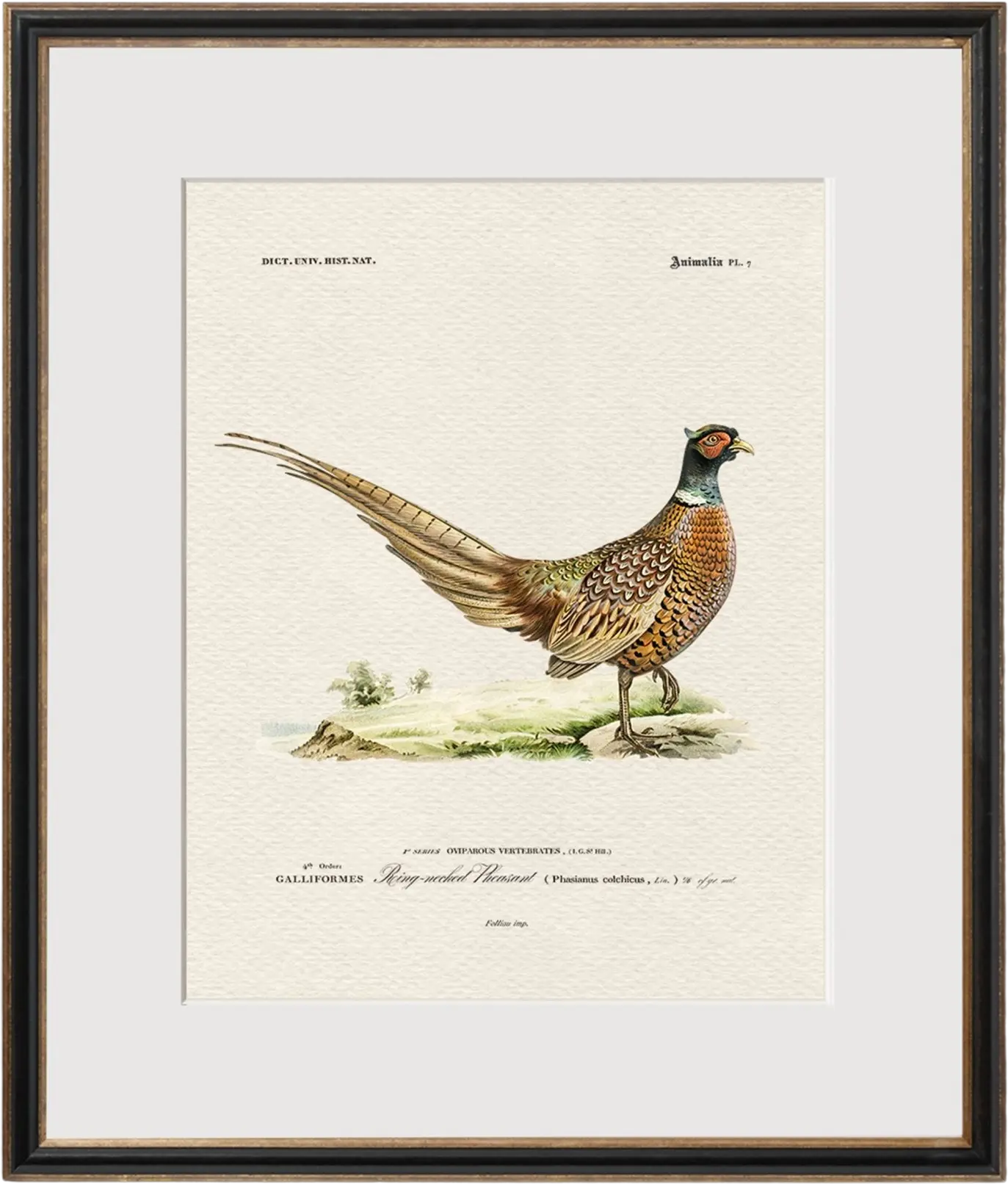 Vintage Game Birds - Ring-necked Pheasant