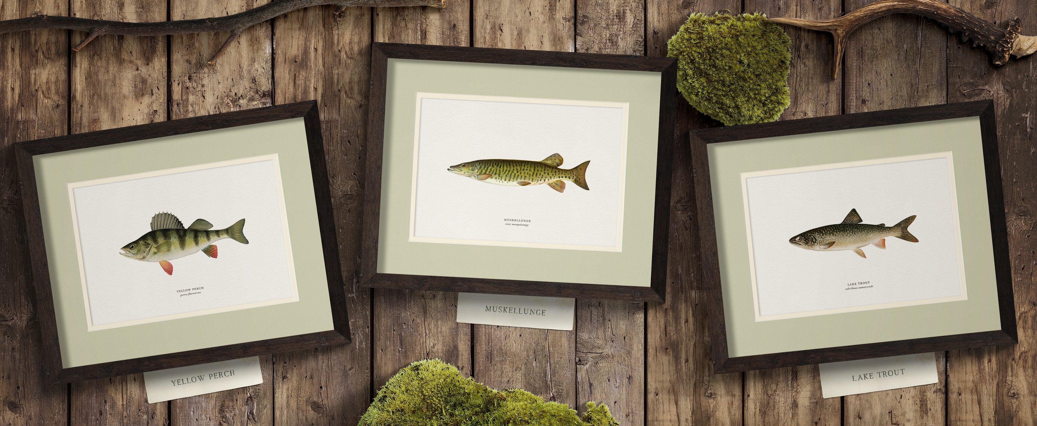 Freshwater Fish Illustrations - Yellow Perch