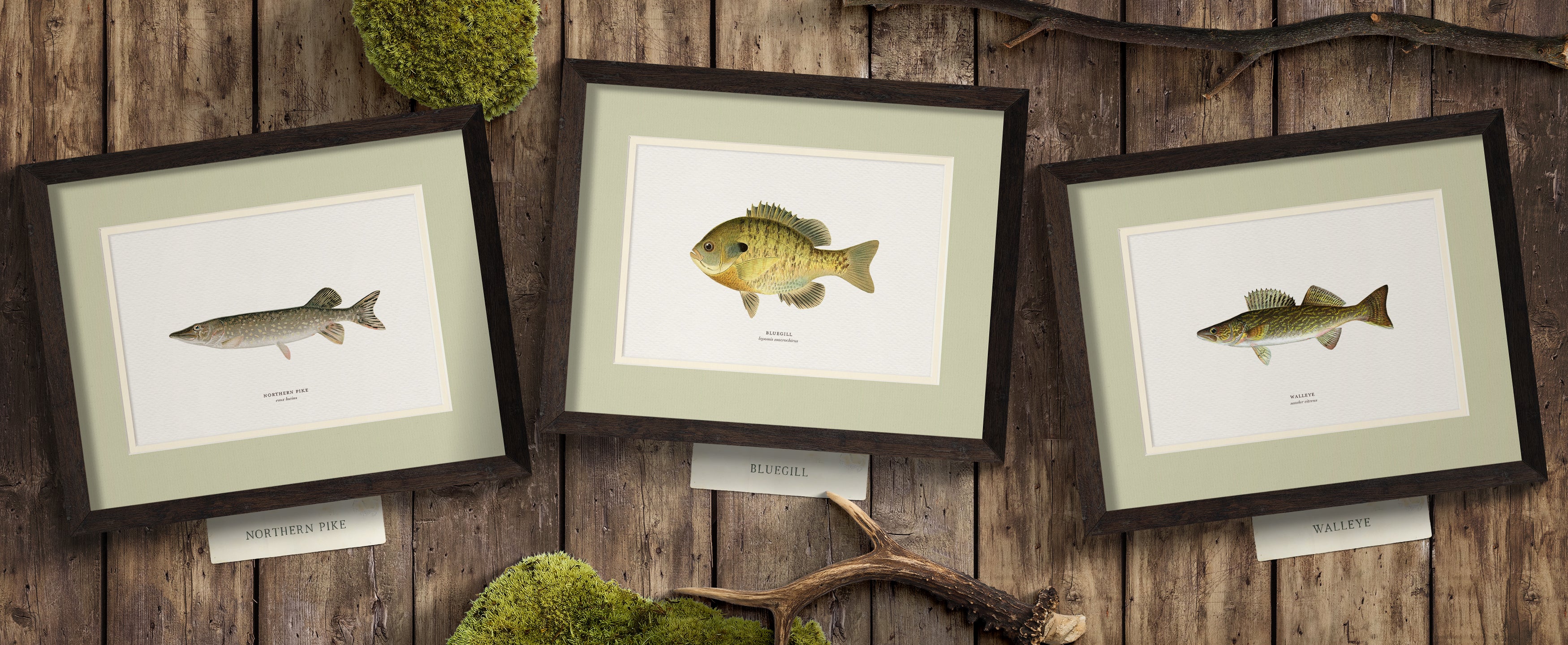 Freshwater Fish Illustrations - Lake Whitefish