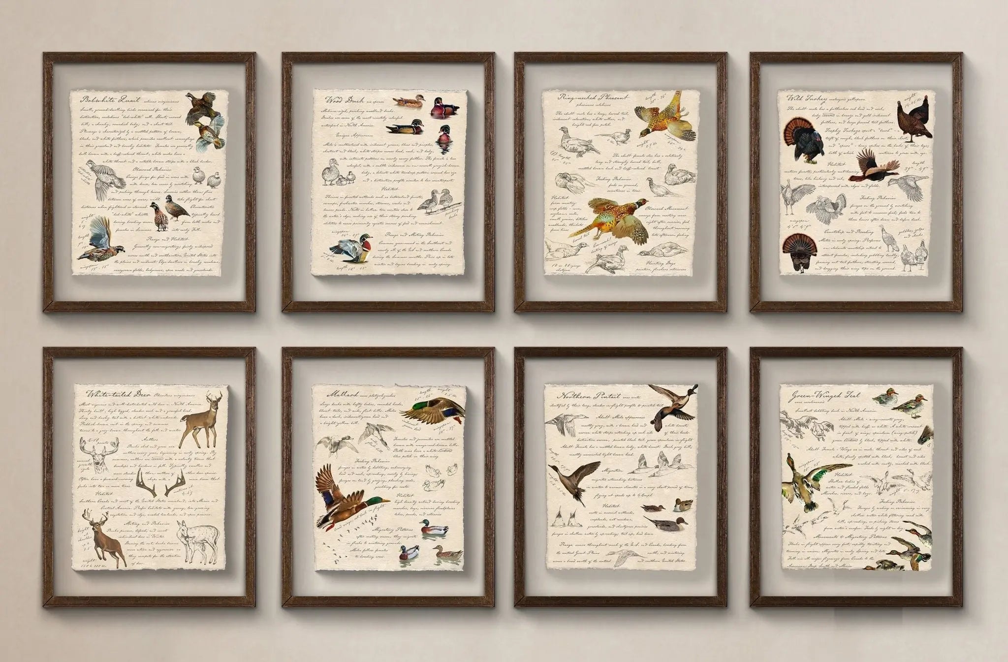 Vintage Field Guide Art Prints: American Waterfowl + Game Birds - Emblem Atelier