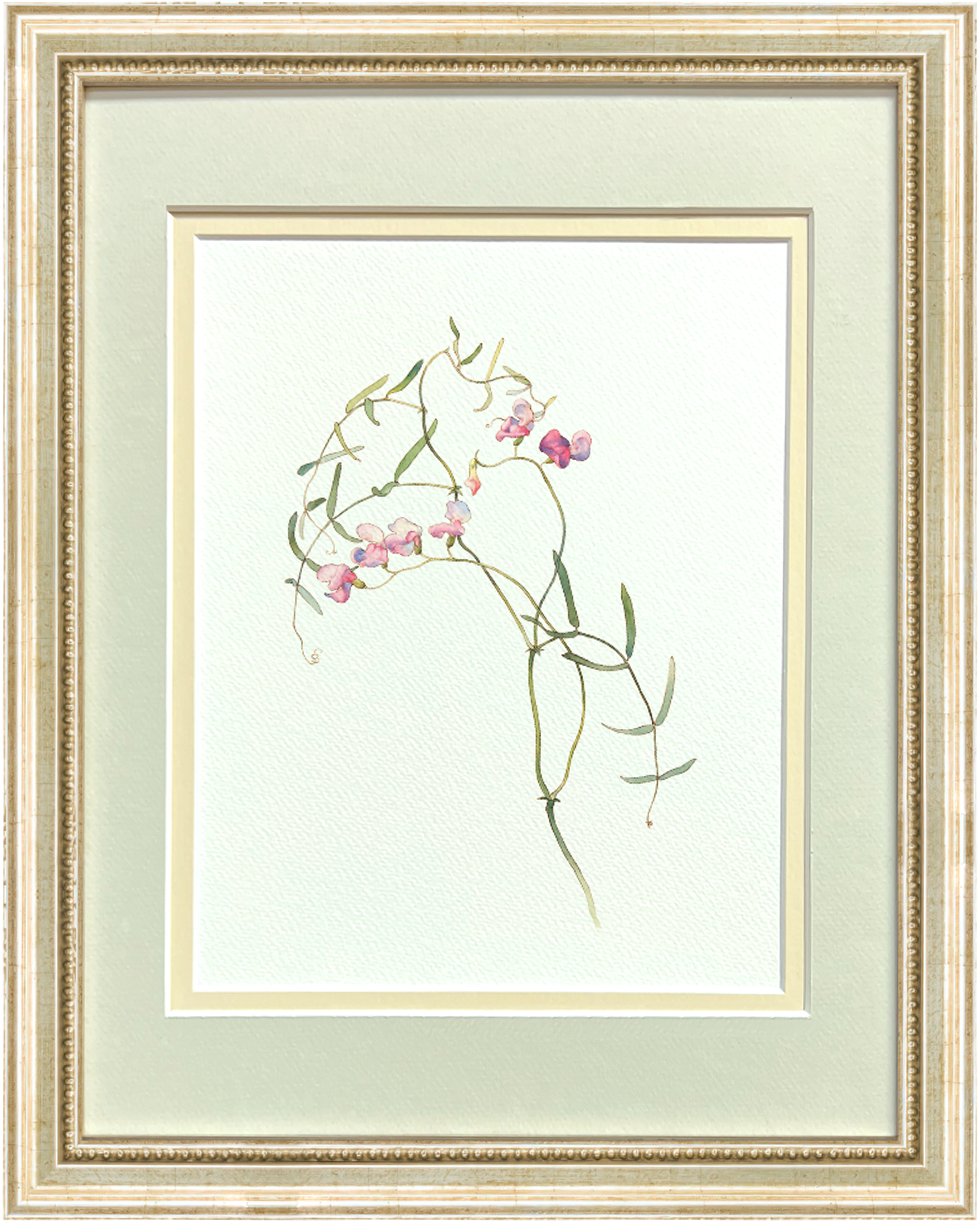 Watercolor Botanical Illustrations - Wild Sweet Pea