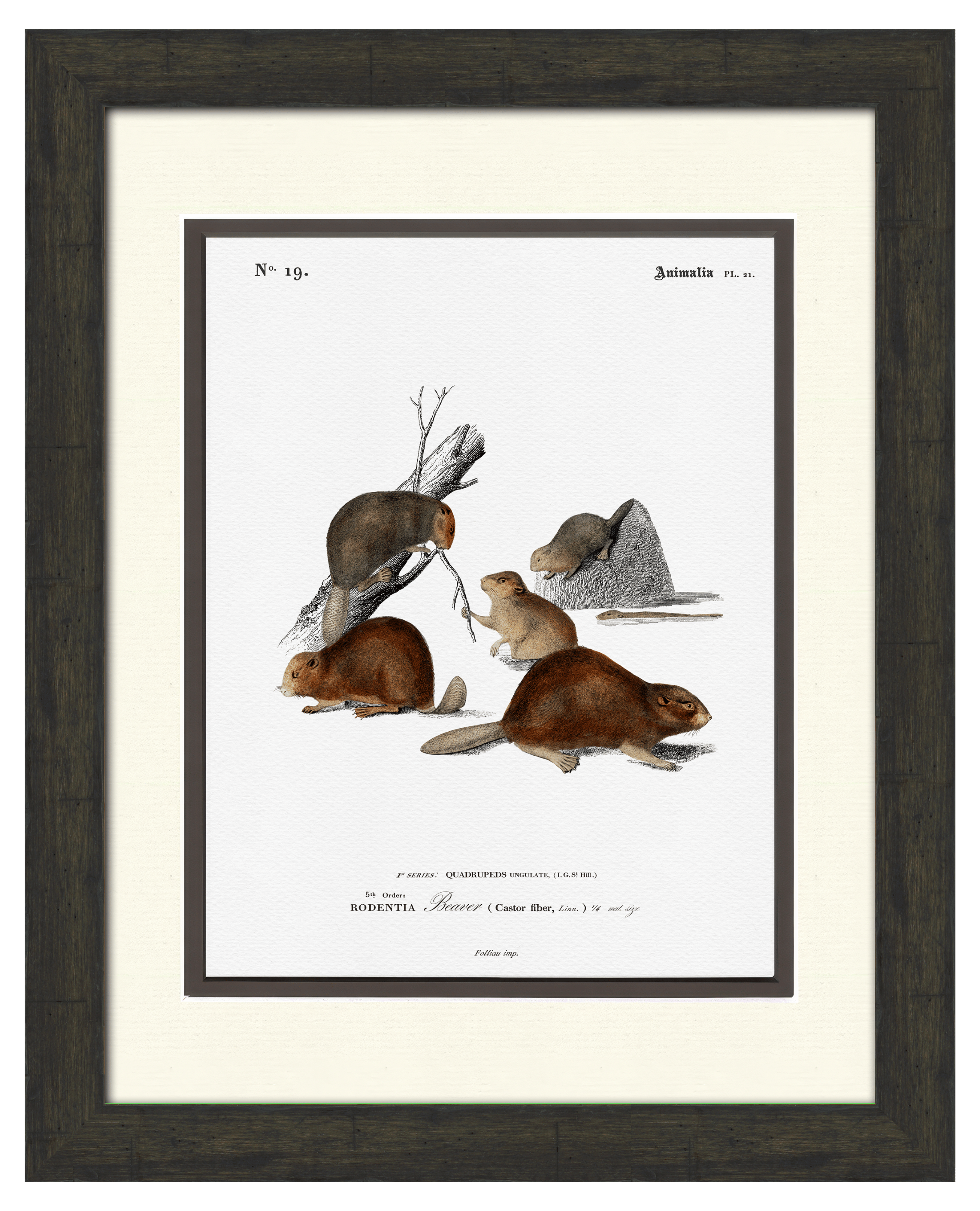 Woodland Illustrations - Beaver