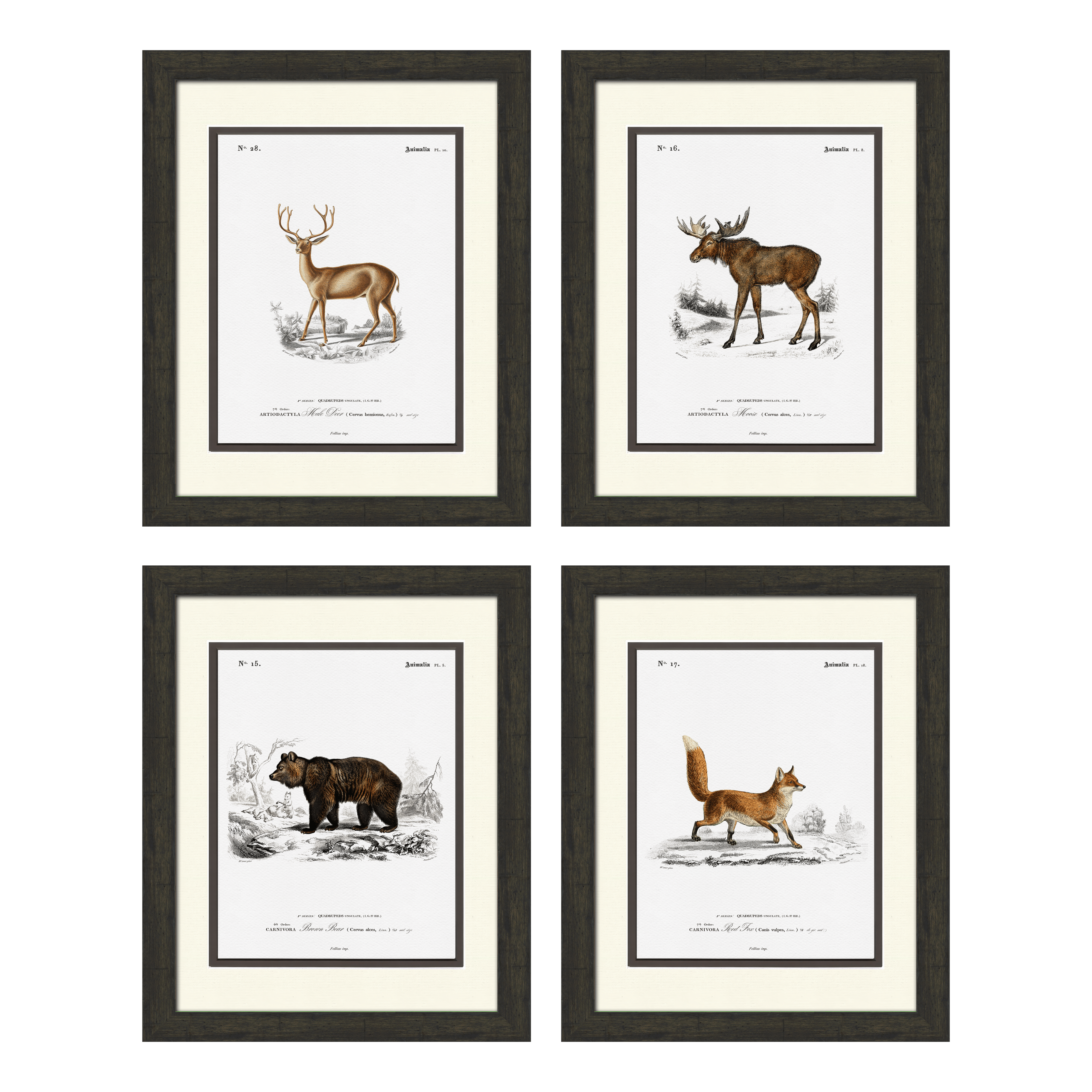 Woodland Illustrations - Set of 4