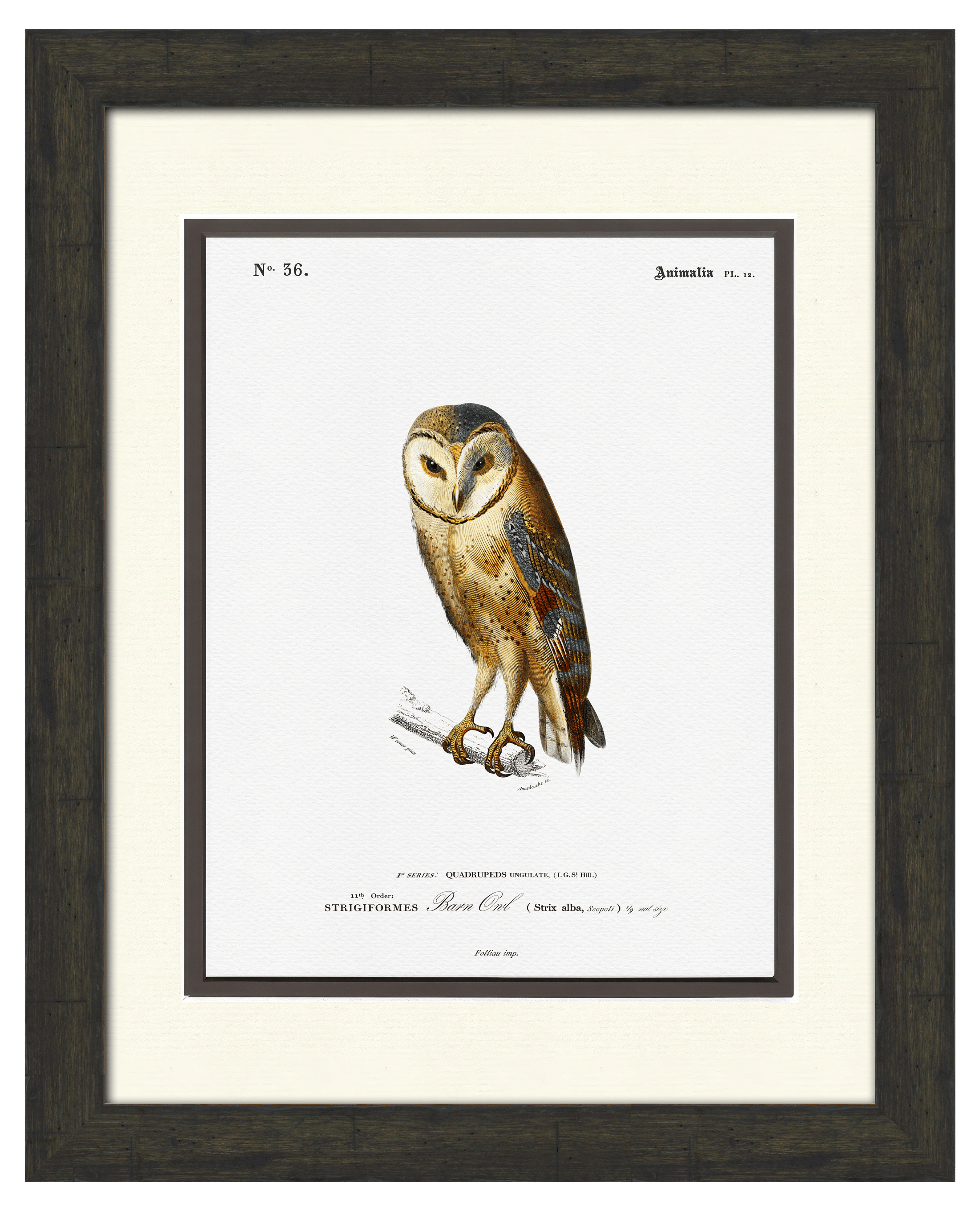 Woodland Illustrations - Barn Owl