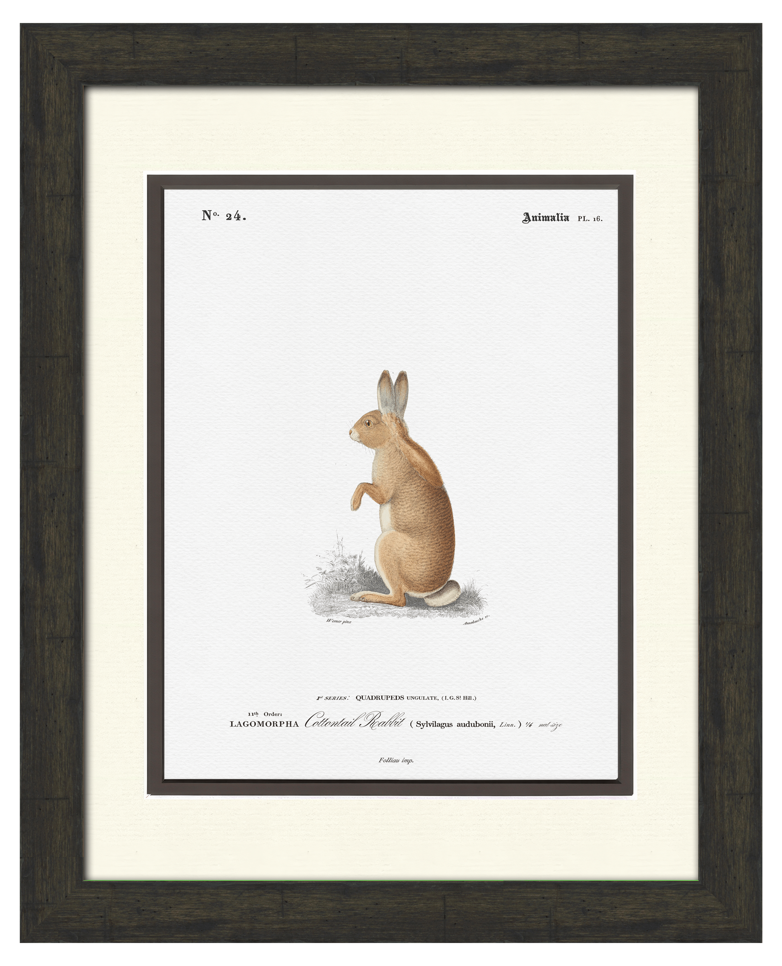 Woodland Illustrations - Cottontail Rabbit