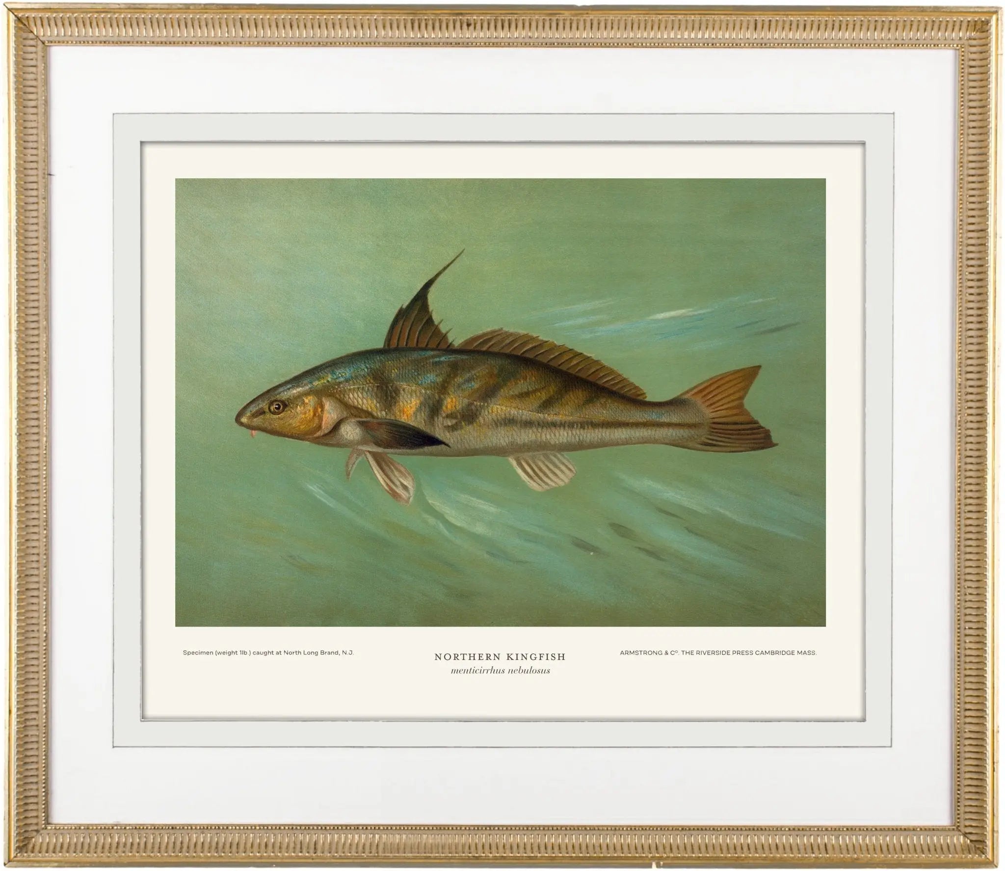 Giclée Art Prints: Saltwater Game Fish - Emblem Atelier