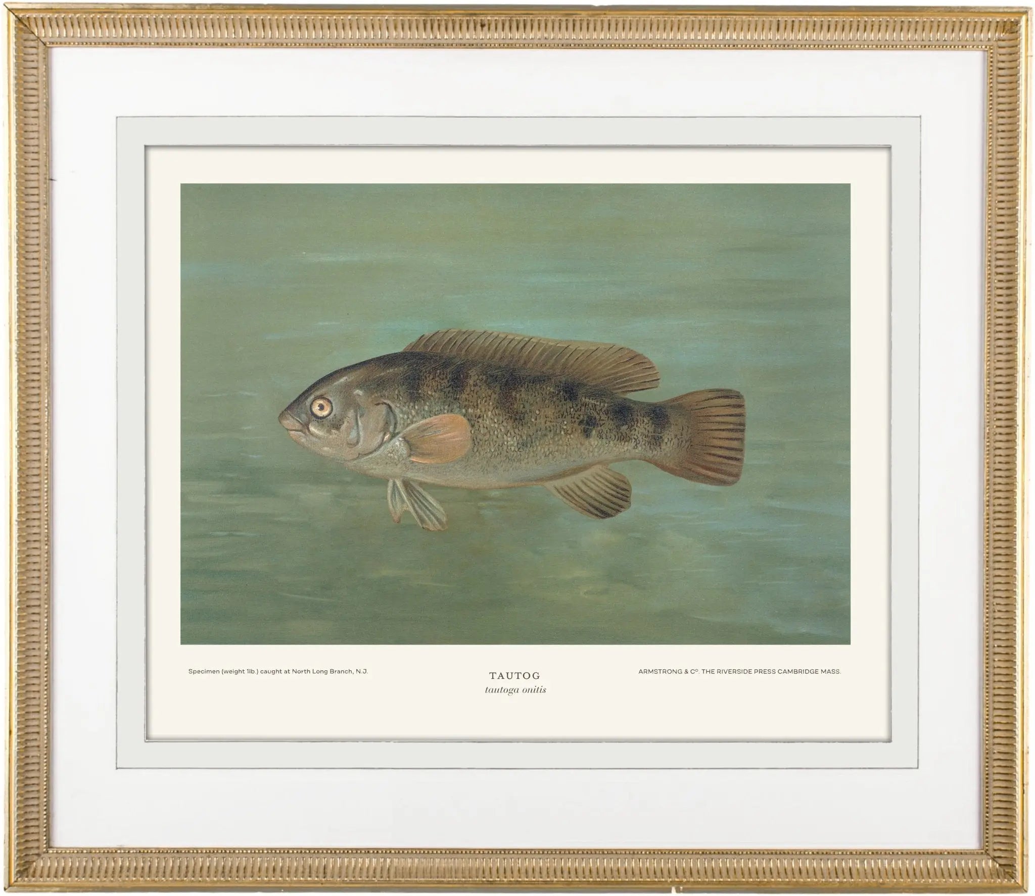 Giclée Art Prints: Saltwater Game Fish - Emblem Atelier