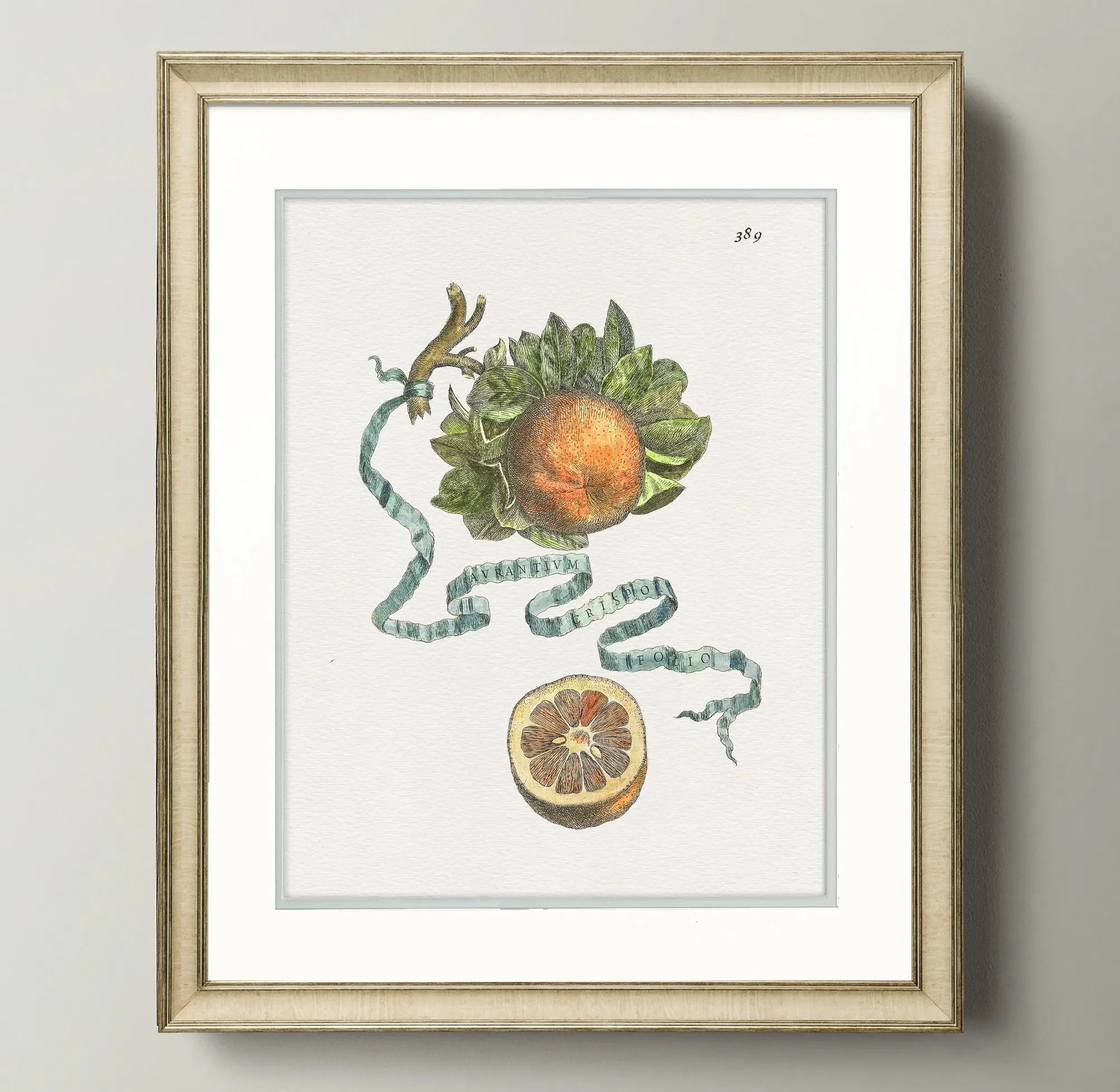 Citrus Botanicals - Orange - Plate 389