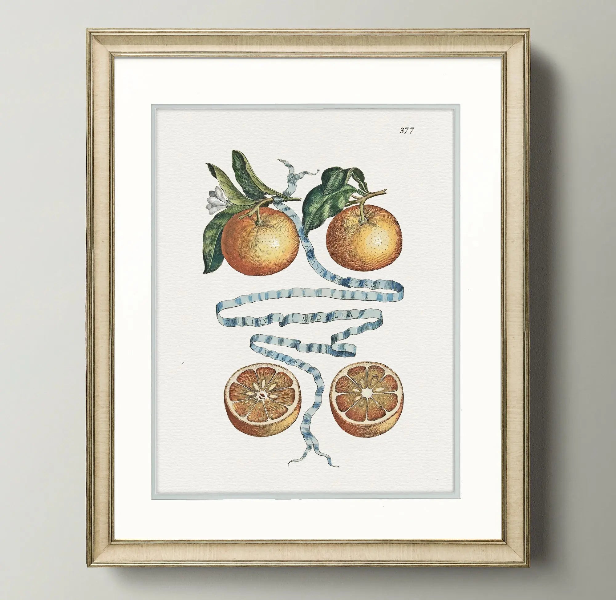 Citrus Botanicals - Two Oranges - Plate 377