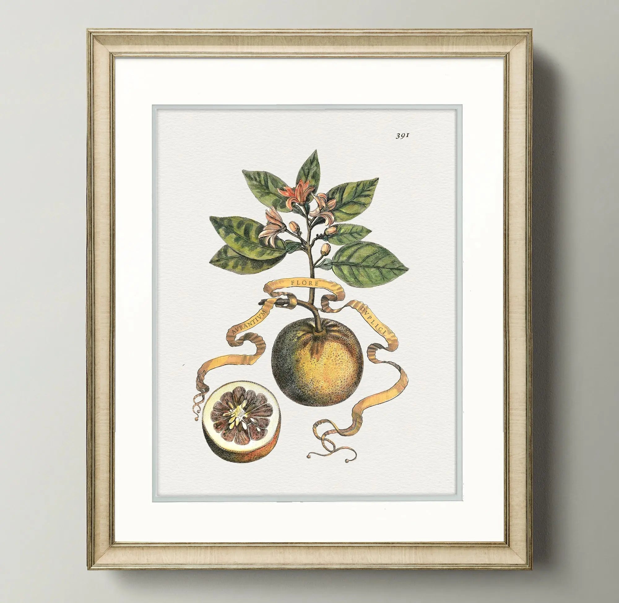 Citrus Botanicals - Sweet Orange - Plate 391