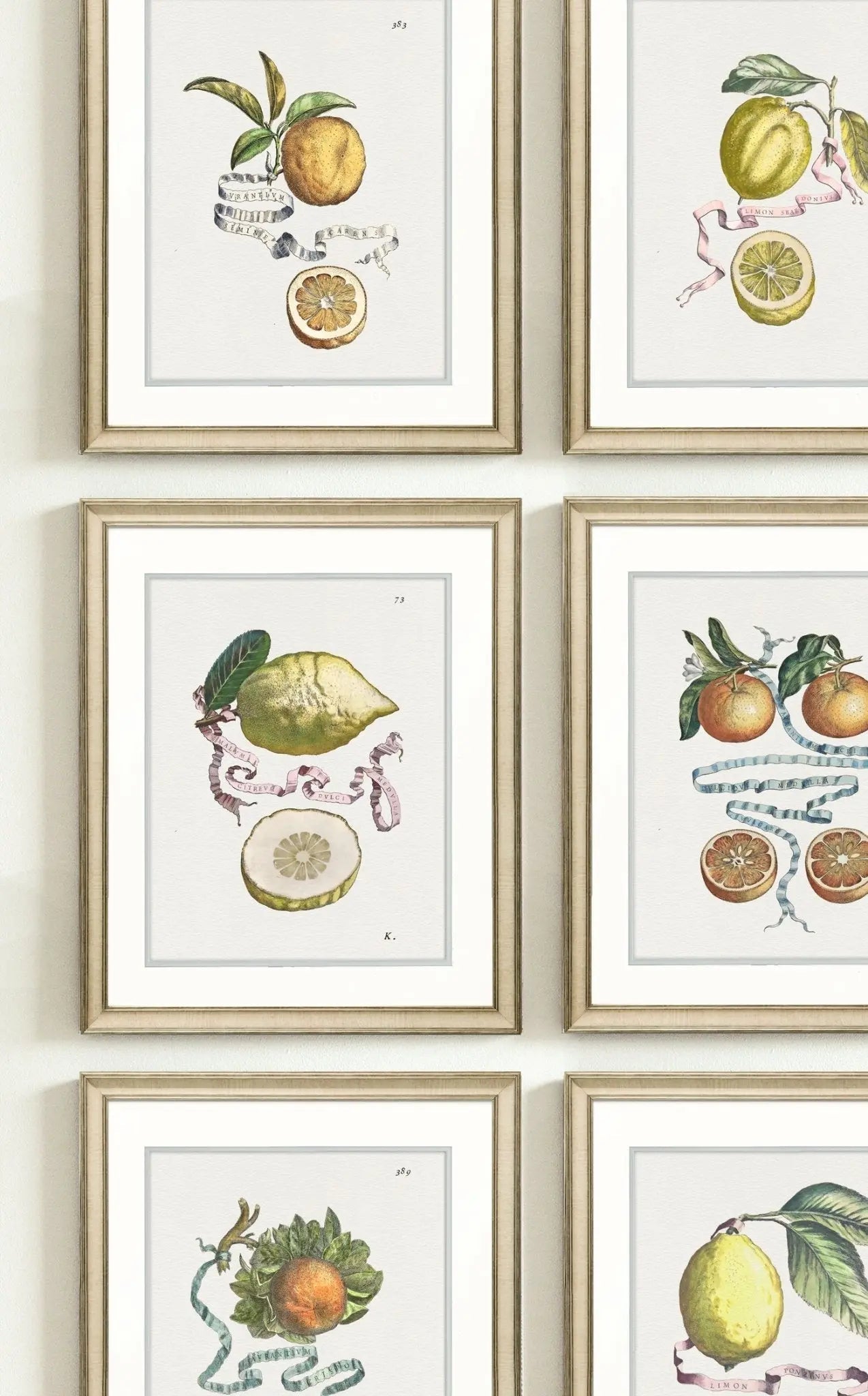 Citrus Botanical Art Prints