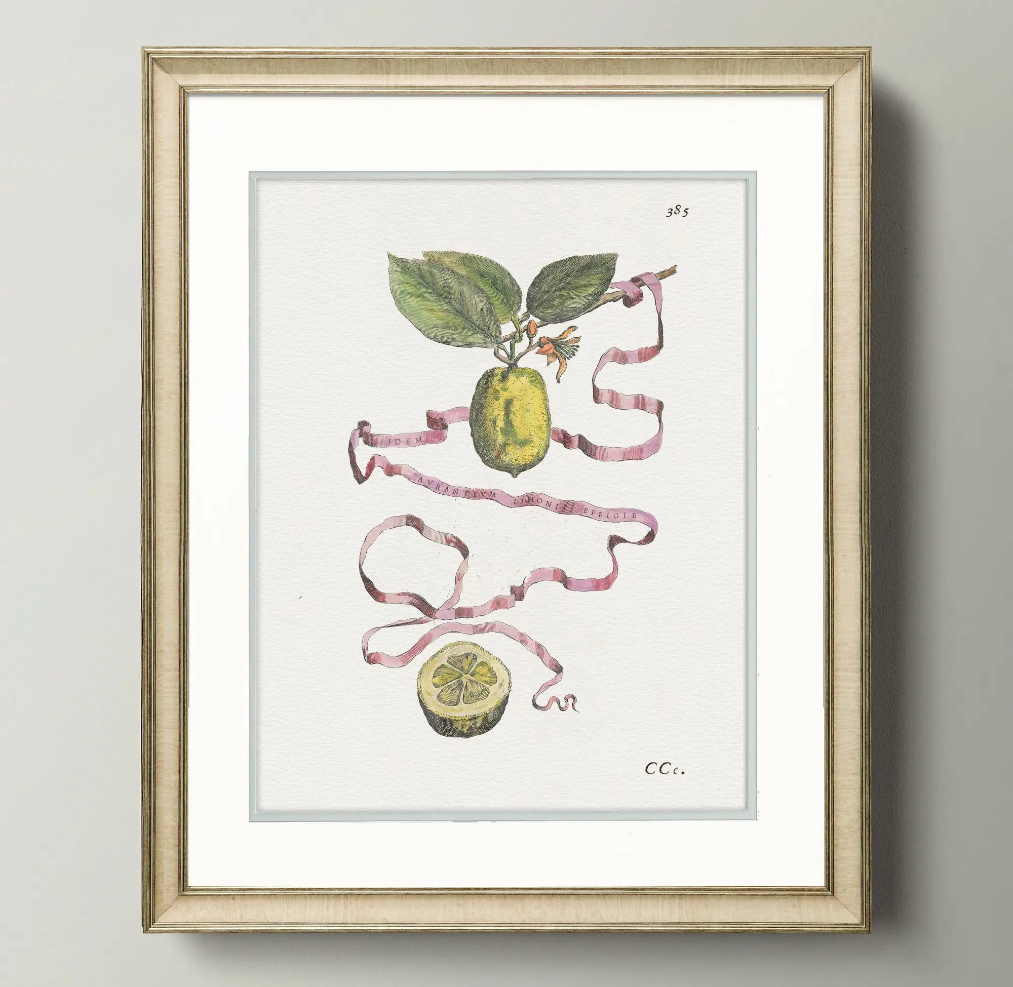 Naturalist Watercolor Illustrations: Citrus Botanicals - Emblem Atelier