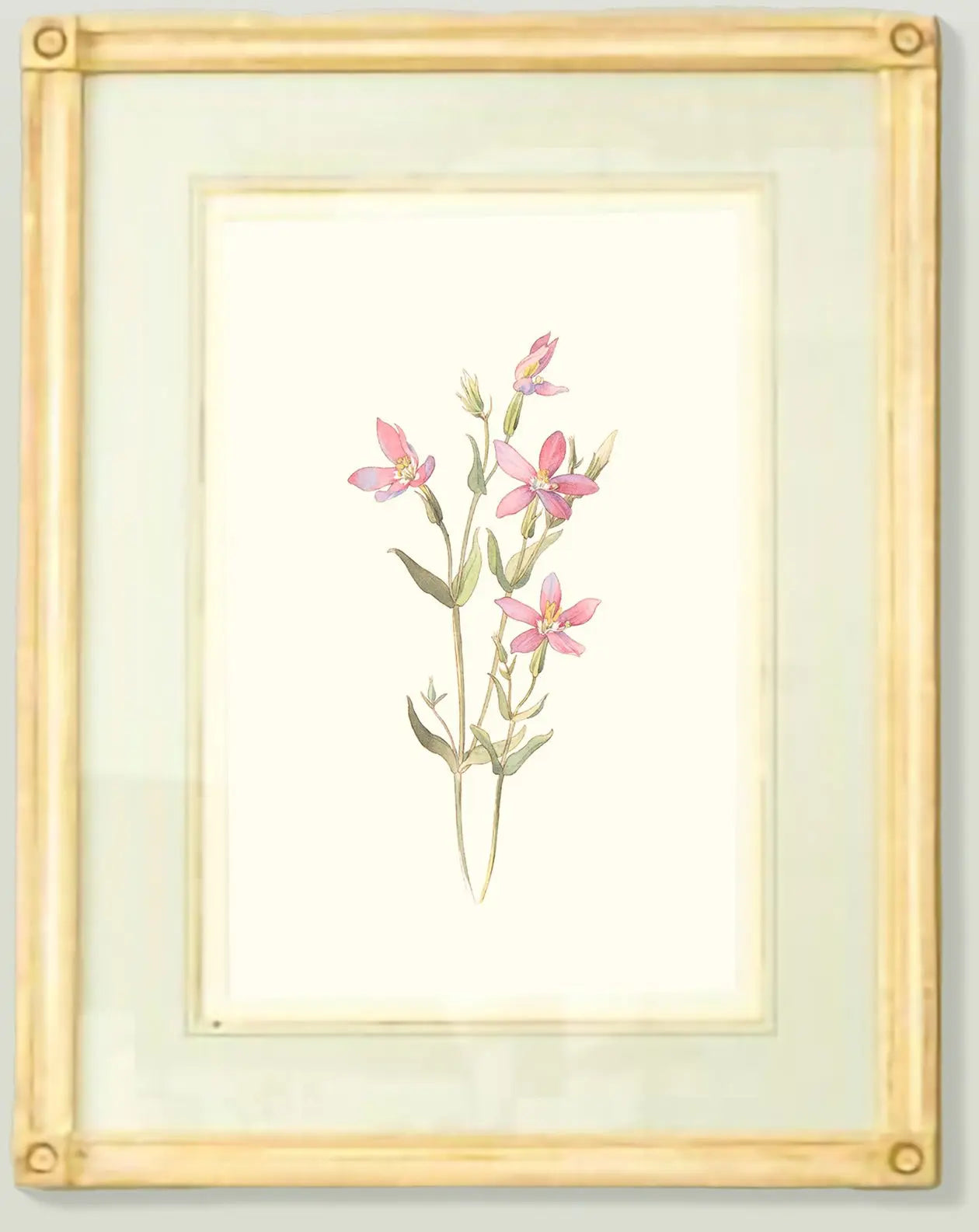 Naturalist Watercolor Illustrations: Wildflower Botanicals, Vol. I - Emblem Atelier