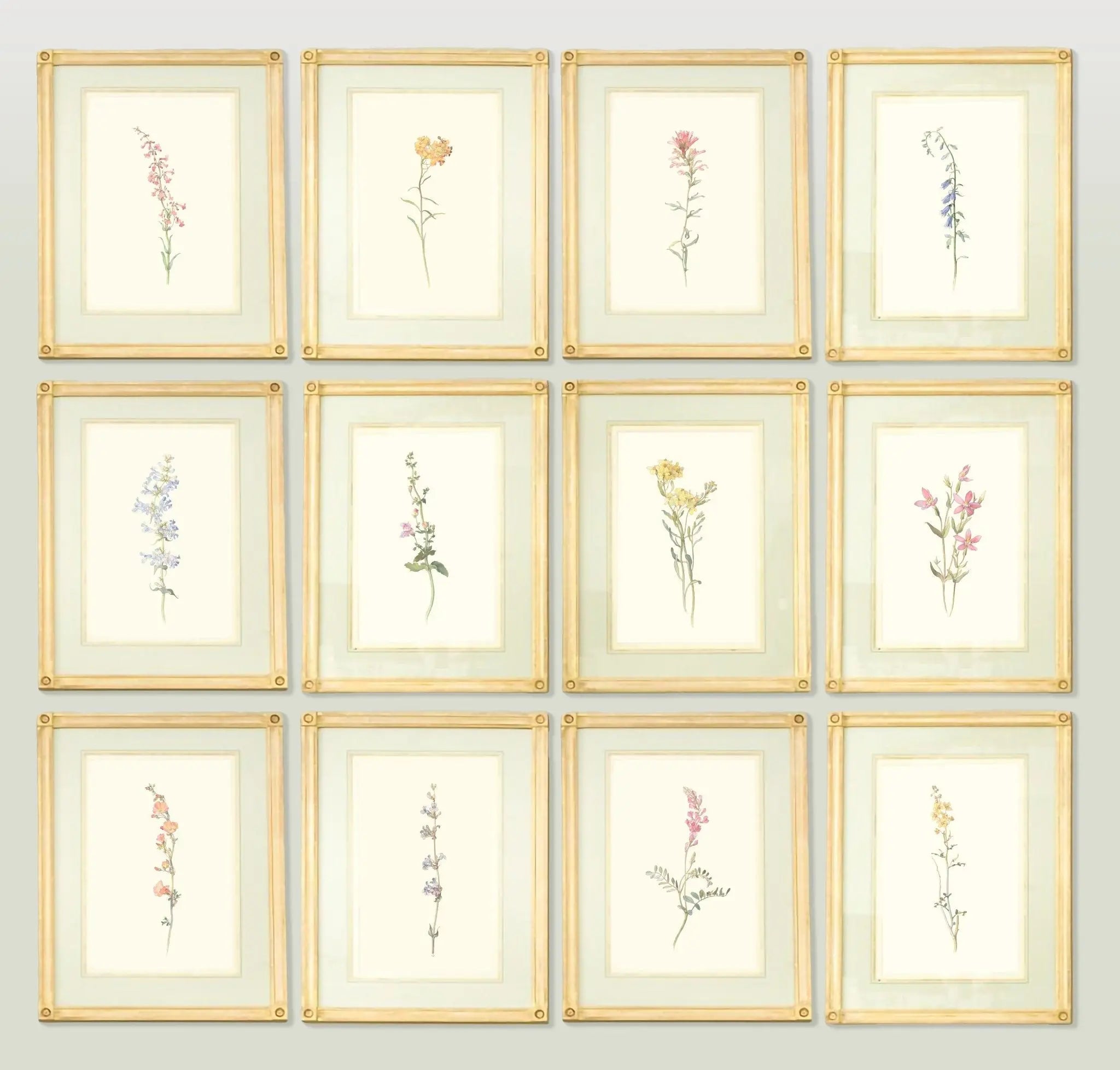 Wildflower Botanical Art Prints