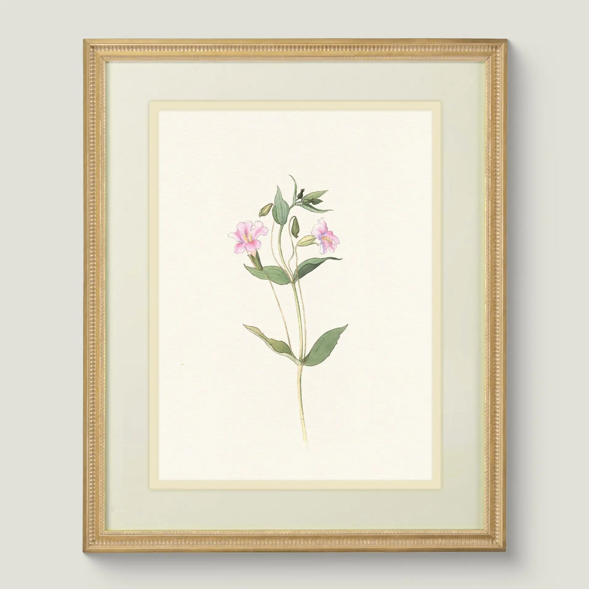 Botanicals Vol. II - Pink Monkey Flower