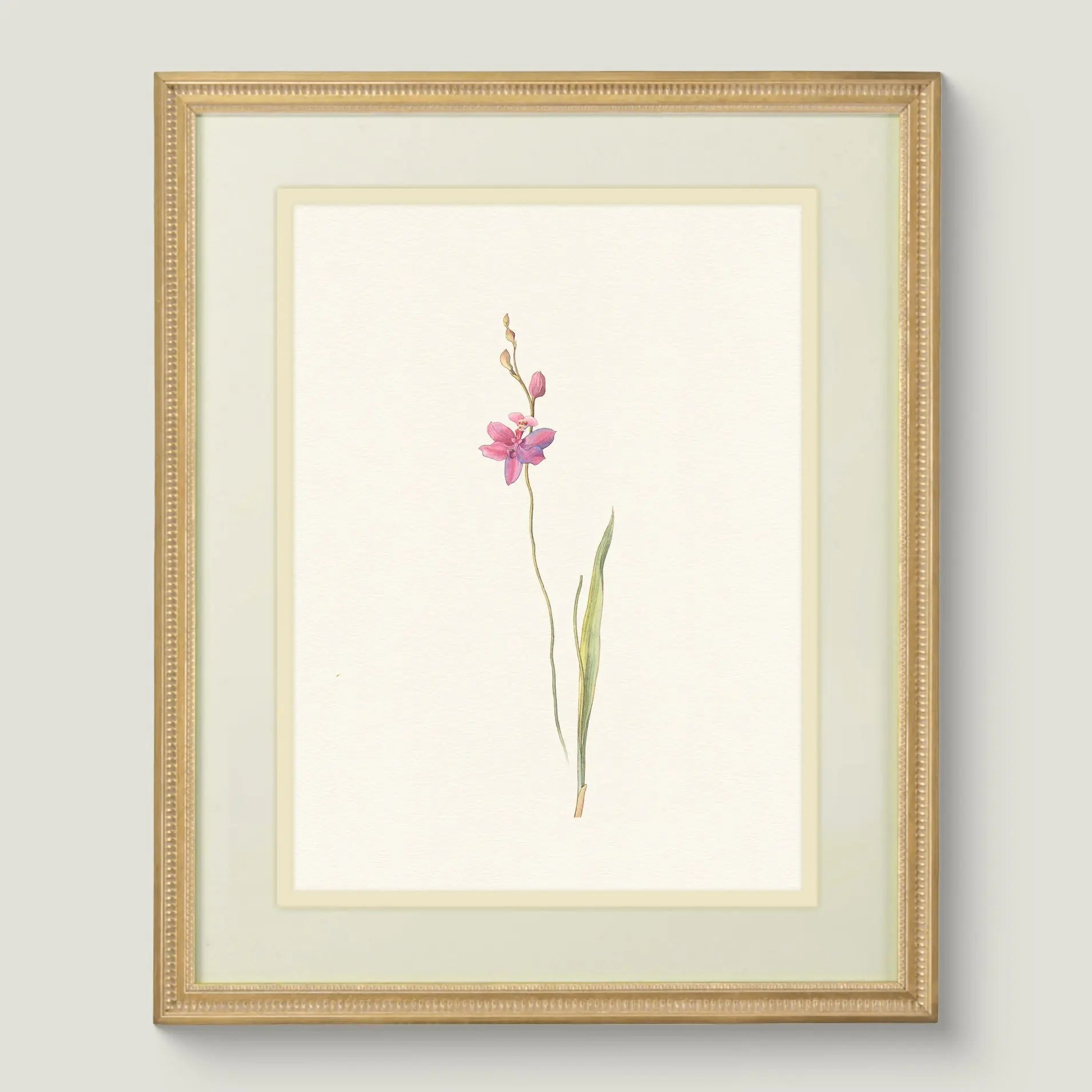 Botanicals Vol. II - Pink Orchid