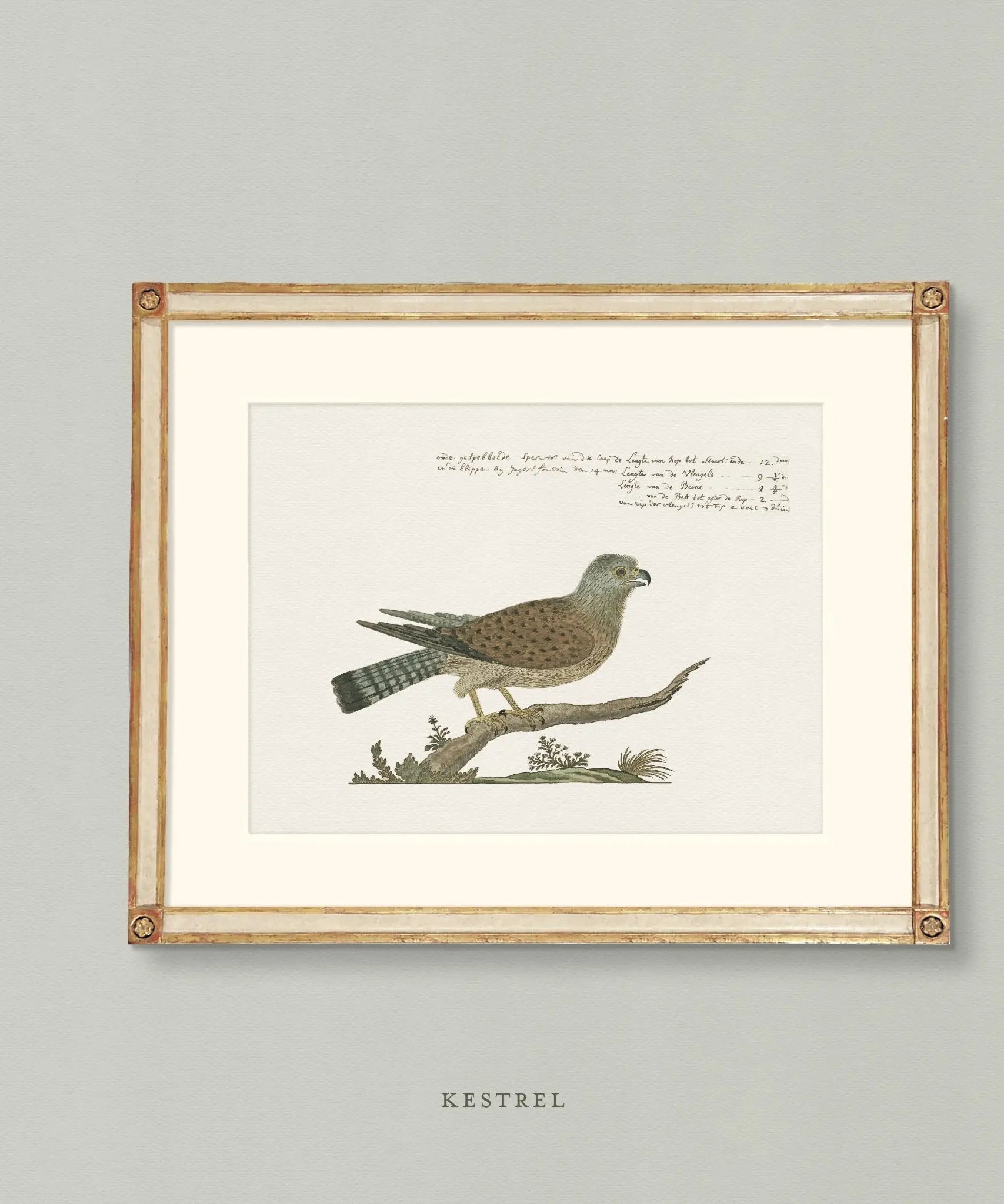 Naturalist Watercolors: Birds + Botanicals - Emblem Atelier