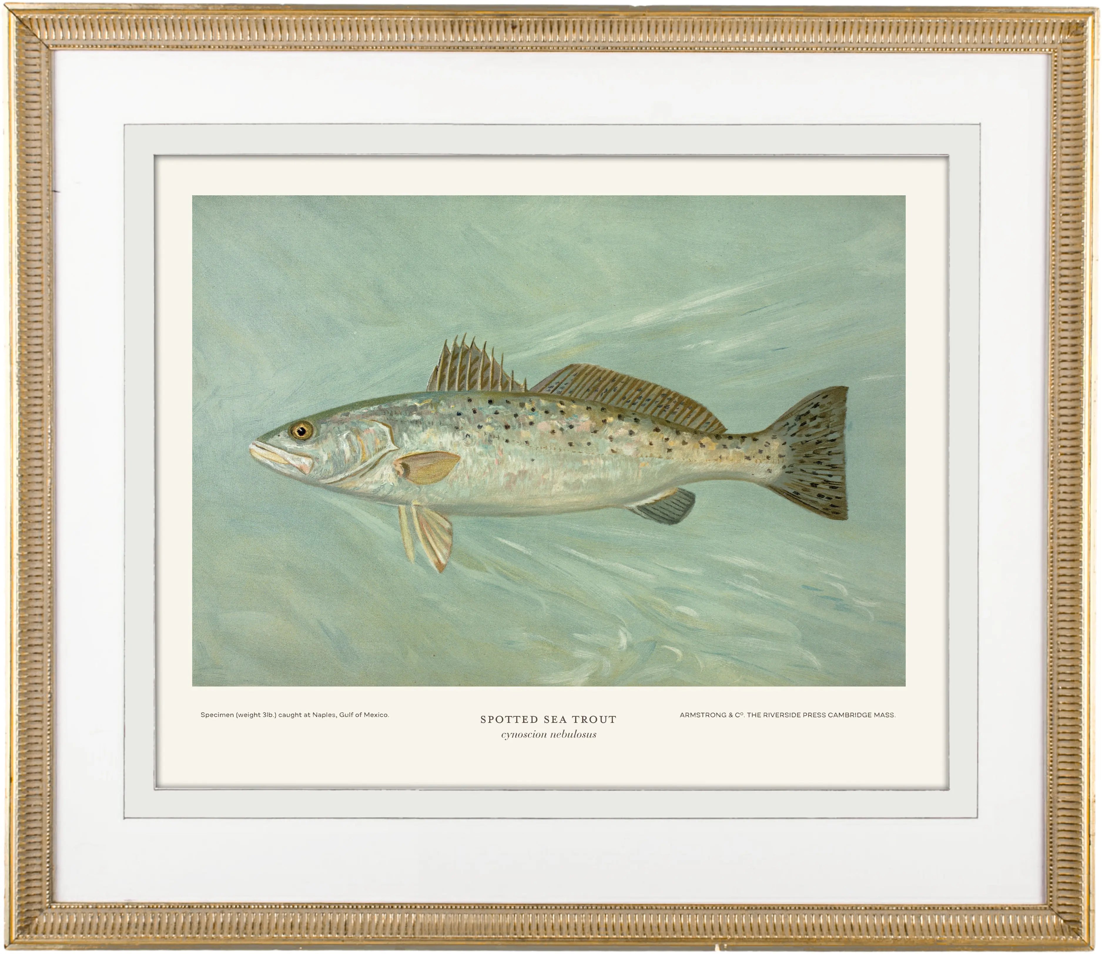Giclée Art Prints: Saltwater Game Fish