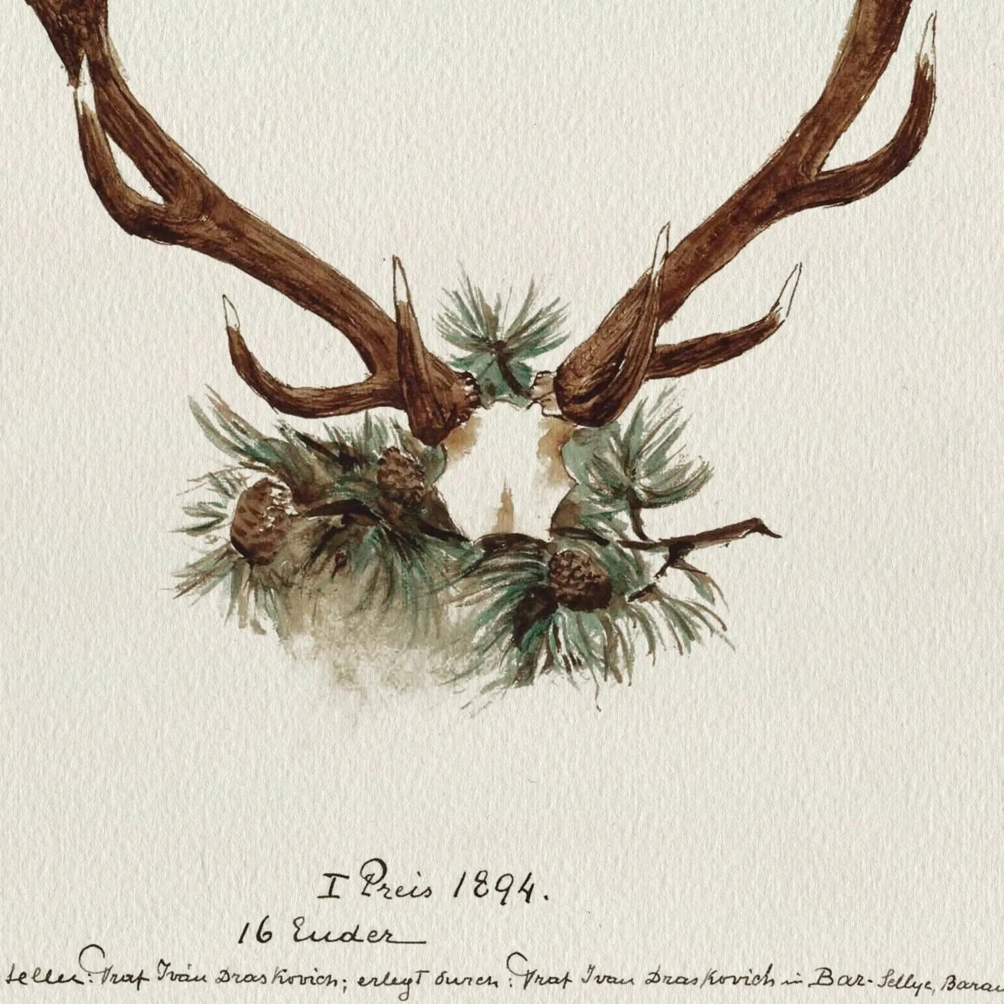 Trophy Antlers - 1894