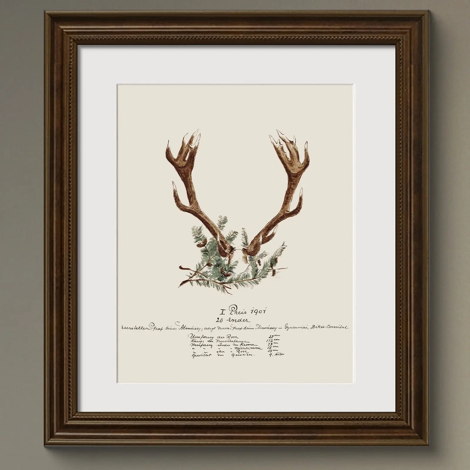 Vintage Naturalist Illustrations: 19th c. Trophy Antlers - Emblem Atelier