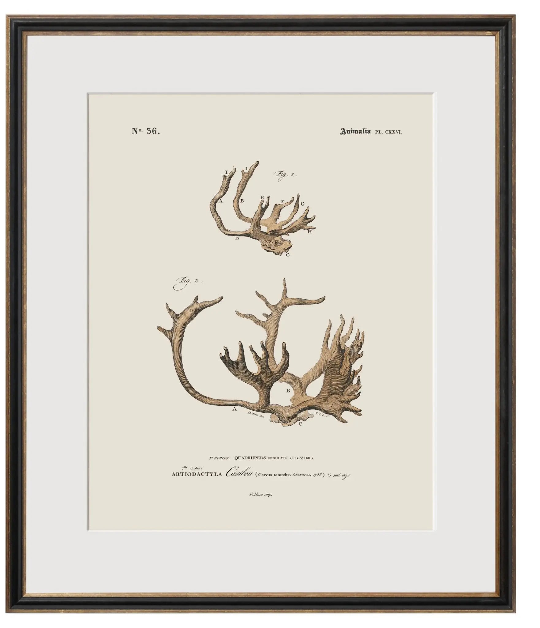 Vintage Naturalist Illustrations: Big Game Antlers - Emblem Atelier