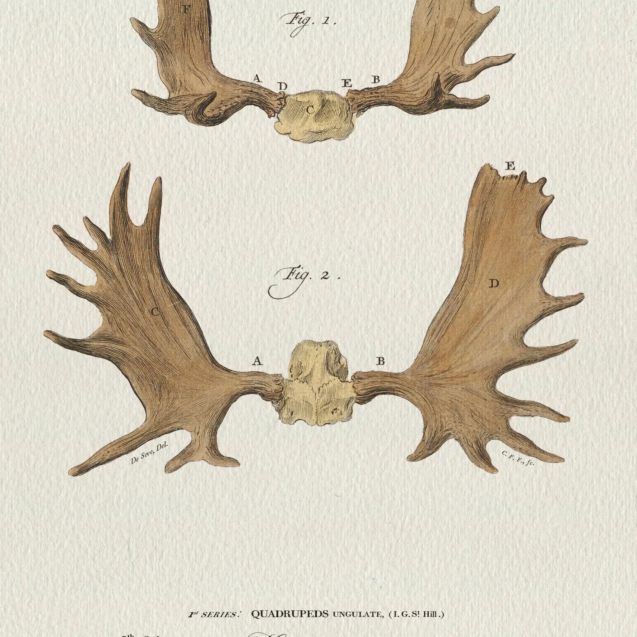 Vintage Naturalist Illustrations: Big Game Antlers - Emblem Atelier
