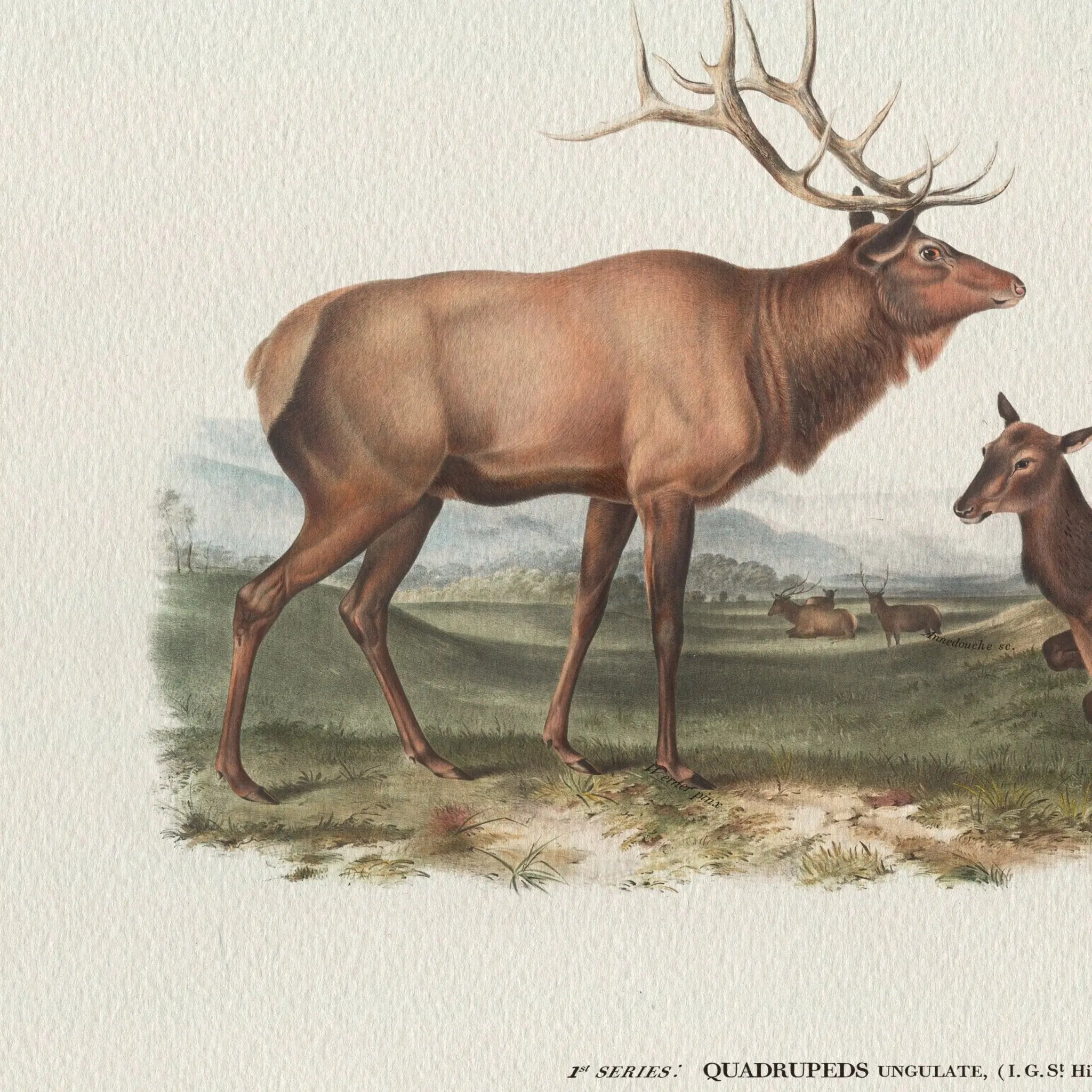 Vintage Naturalist Illustrations: North American Big Game - Emblem Atelier