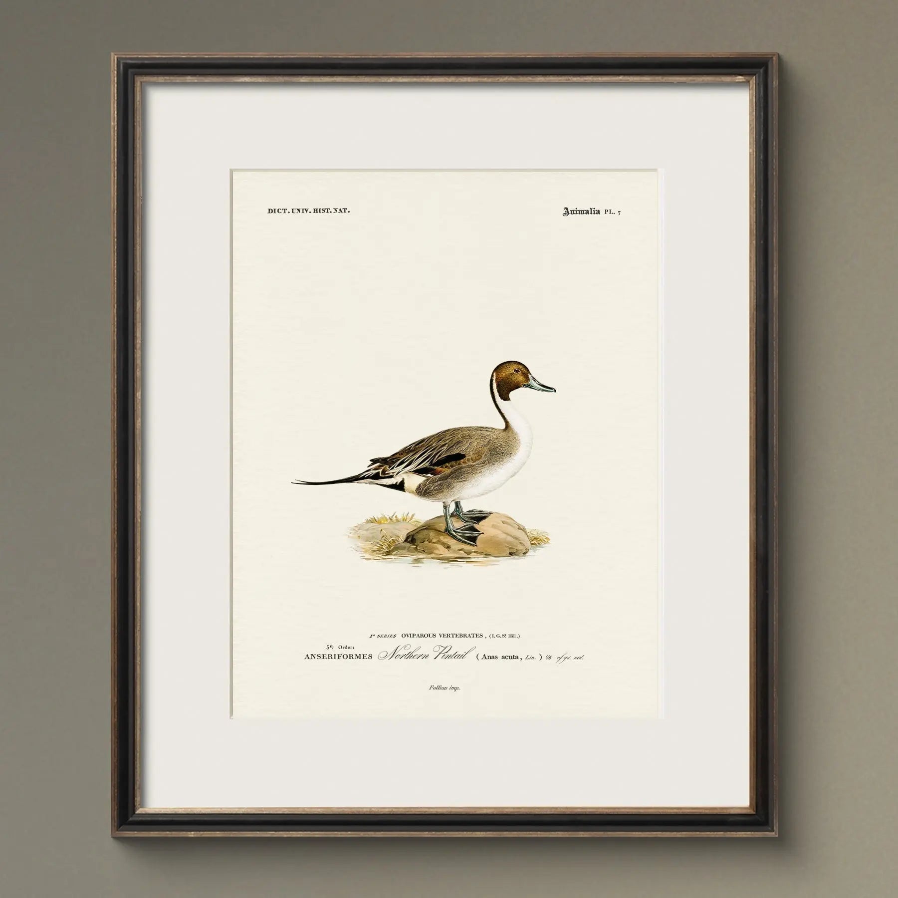 Vintage Ducks - Northern Pintail