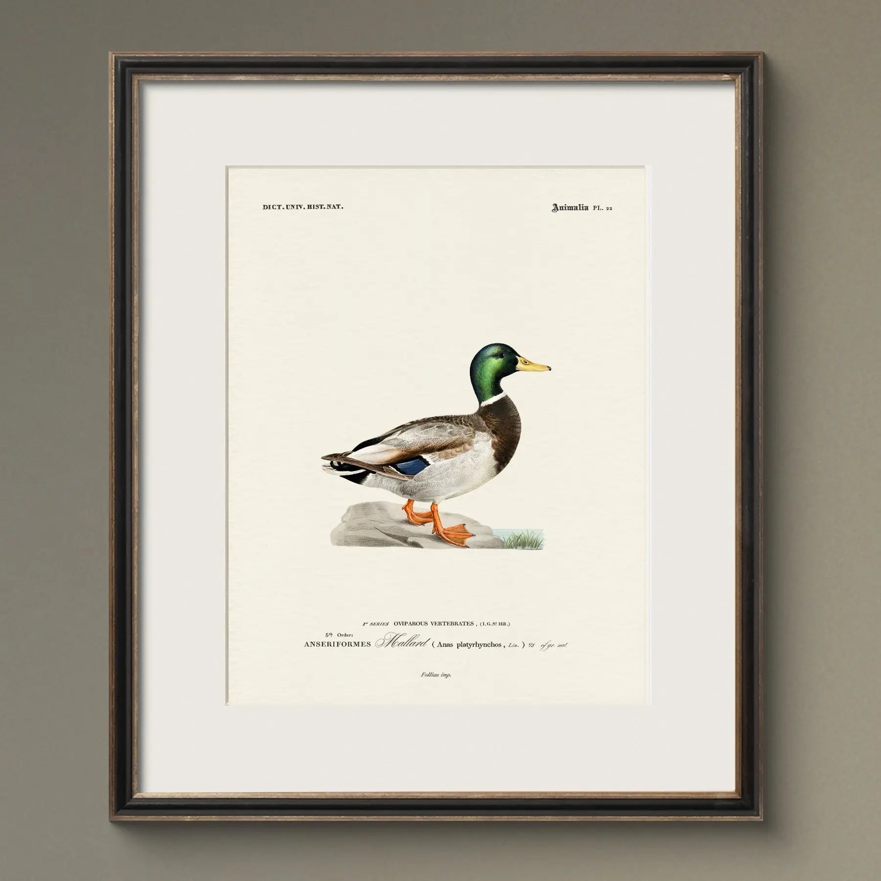 Vintage Ducks - Mallard