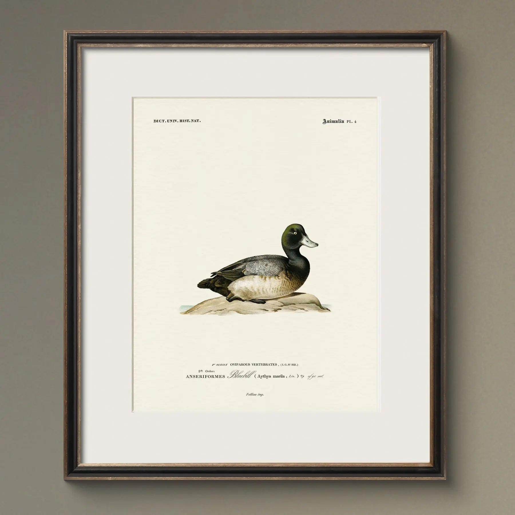 Vintage Naturalist Illustrations: North American Ducks - Emblem Atelier