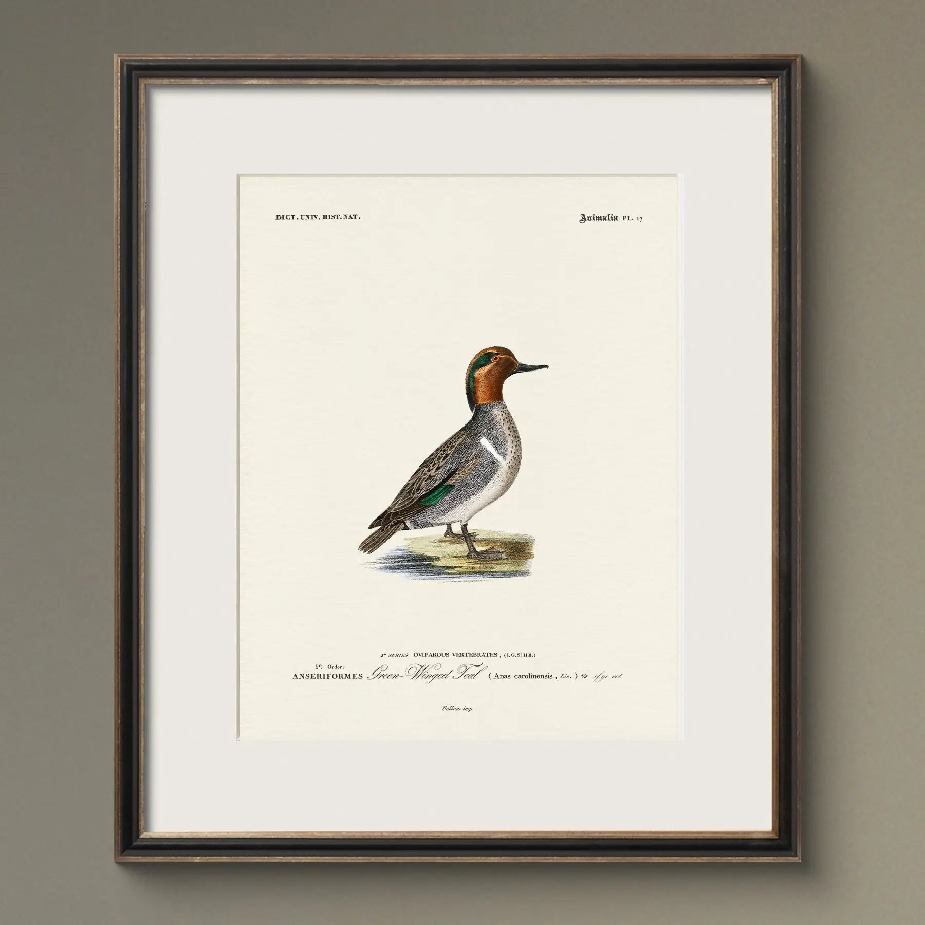 Vintage Naturalist Illustrations: North American Ducks - Emblem Atelier