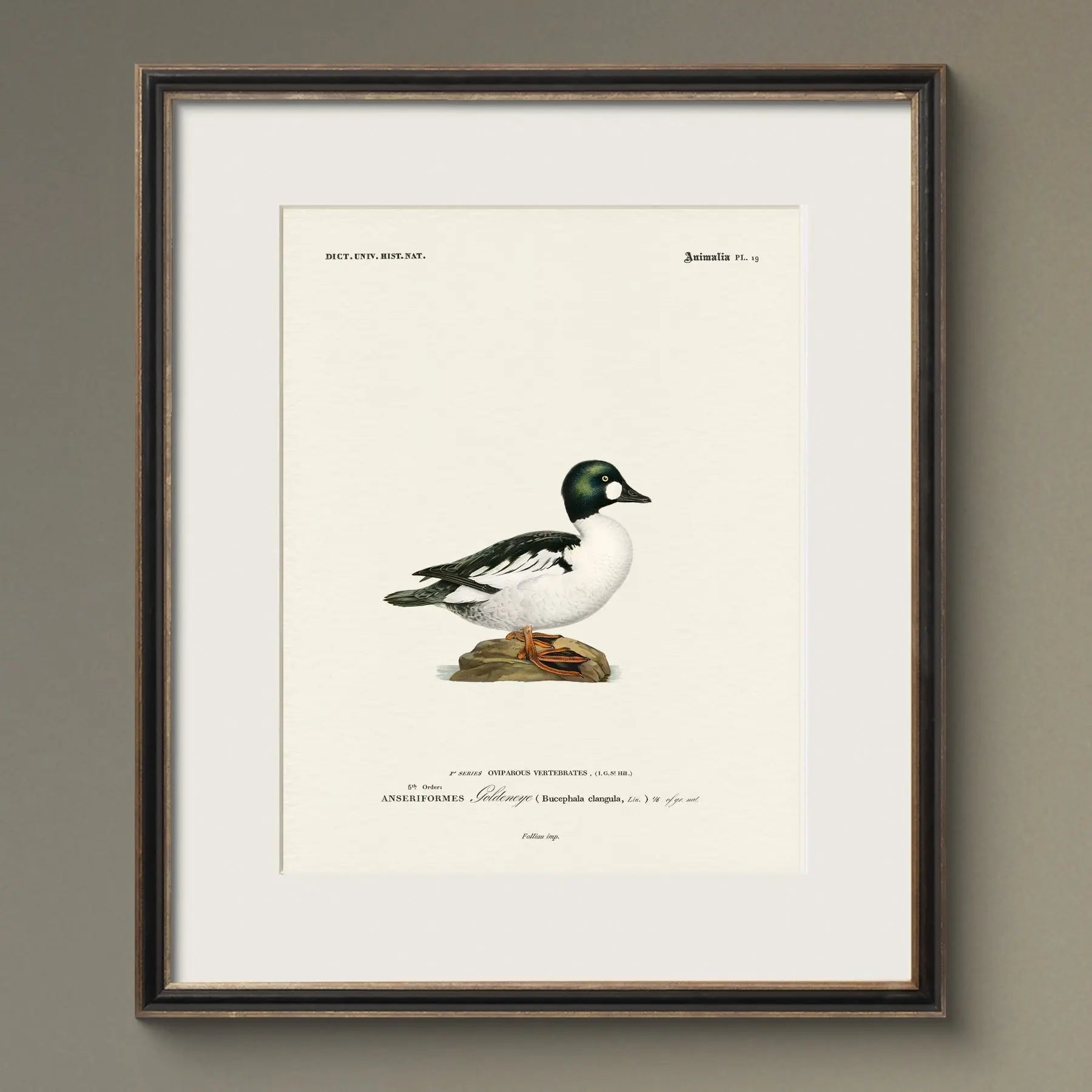Vintage Ducks - Goldeneye