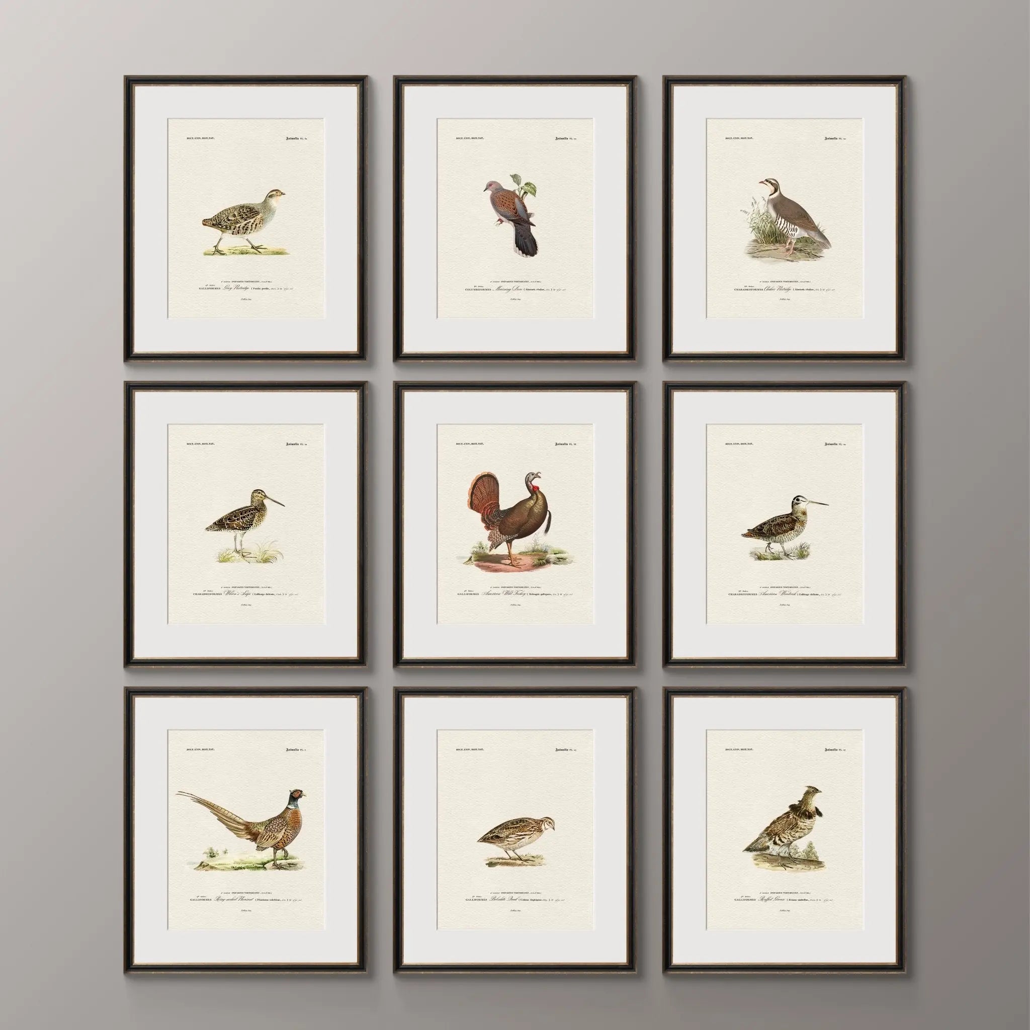 Vintage Naturalist Illustrations: North American Game Birds - Emblem Atelier
