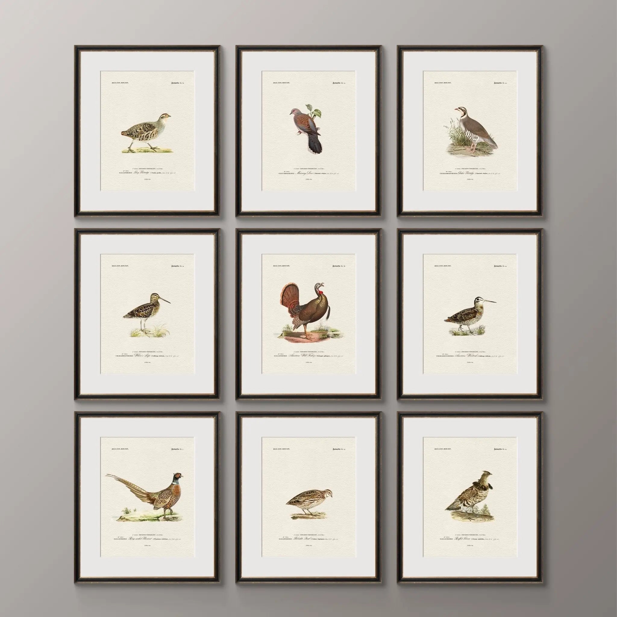 Vintage Game Birds - Gray Partridge