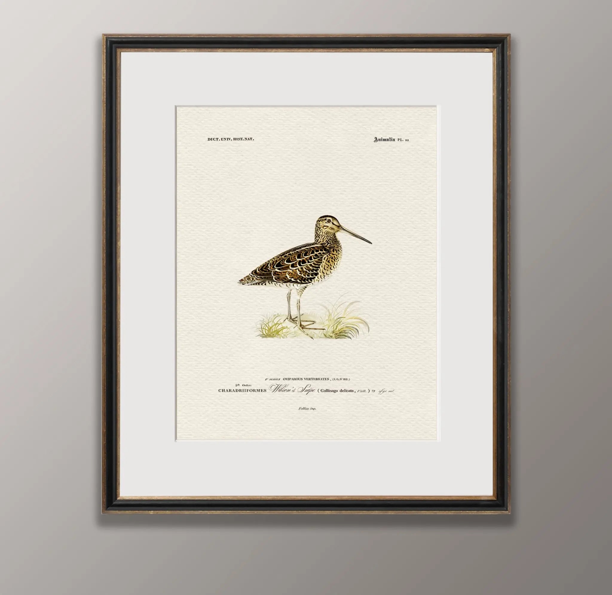 Vintage Naturalist Illustrations: North American Game Birds - Emblem Atelier