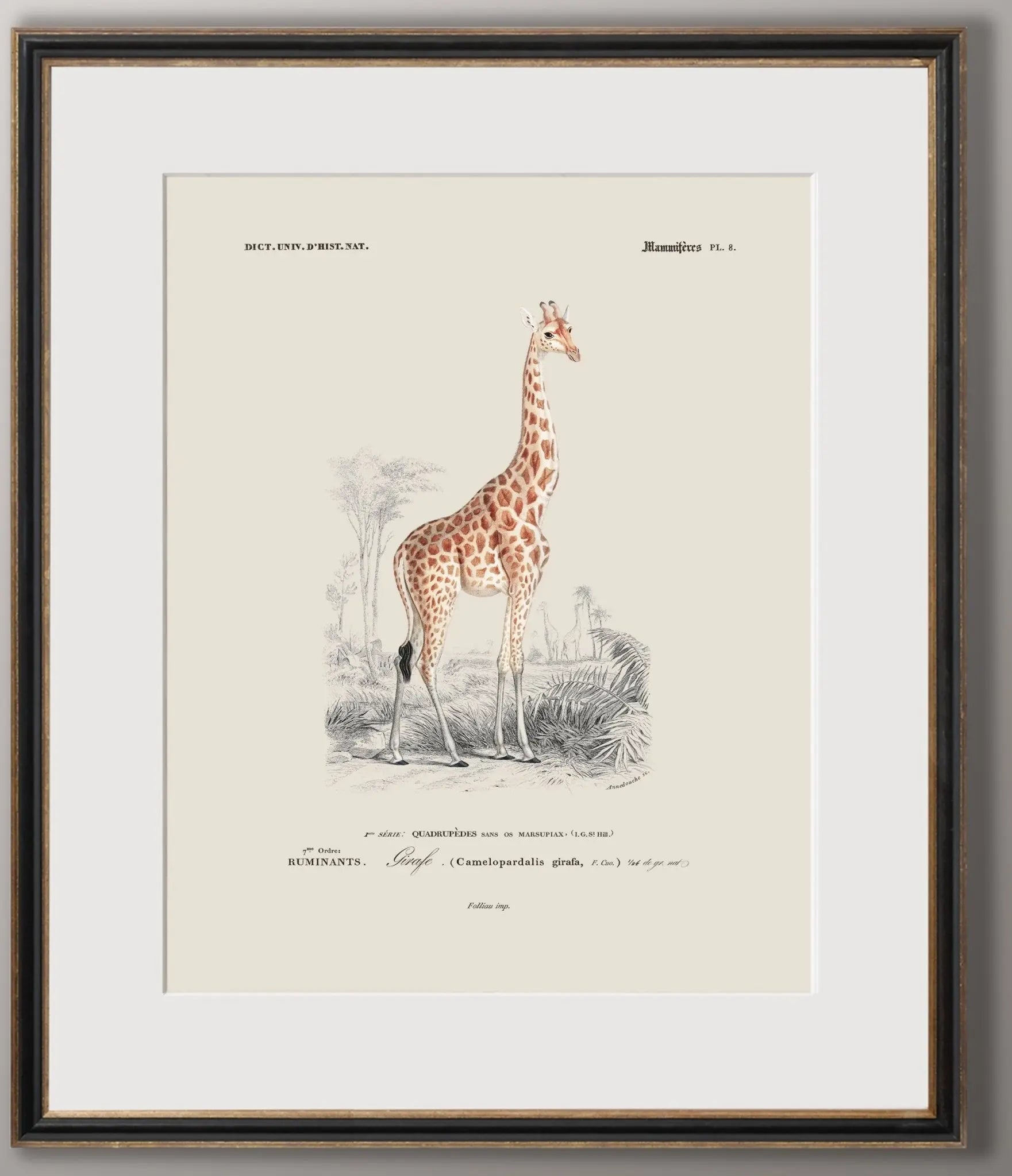 Watercolor Lion Leopard Zoo Animal Safari Art Print - Art Print – Pink  Forest Cafe