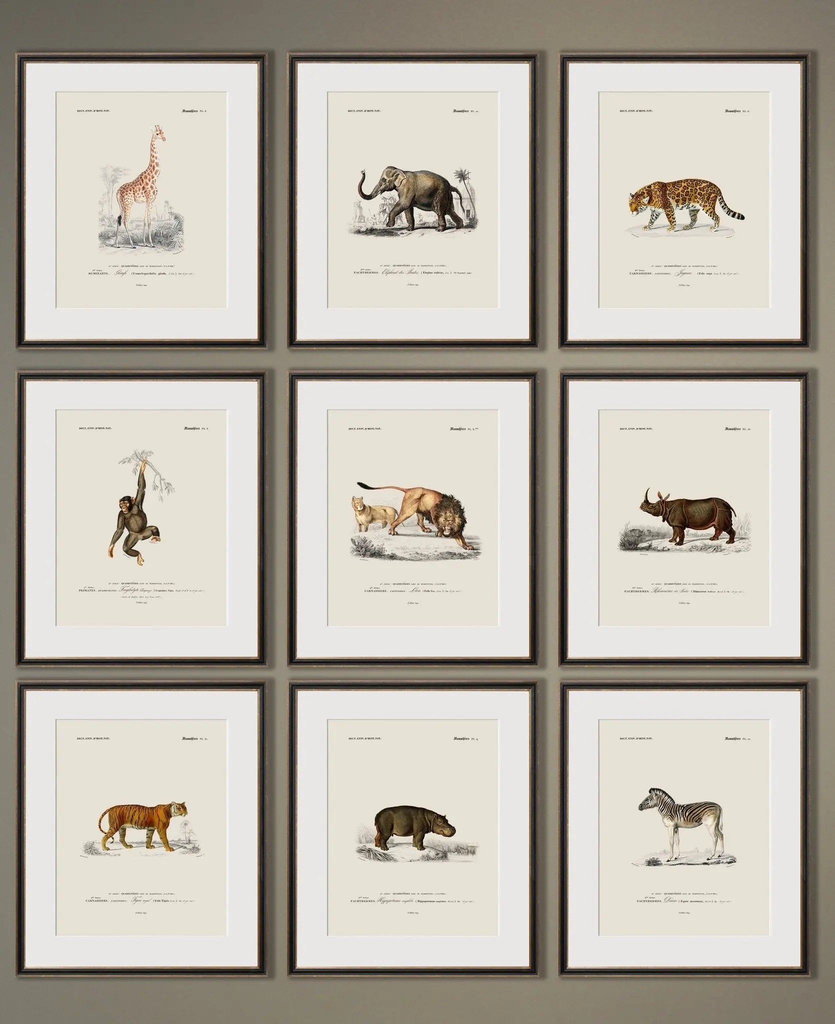 Vintage Naturalist Illustrations: Safari Wildlife - Emblem Atelier