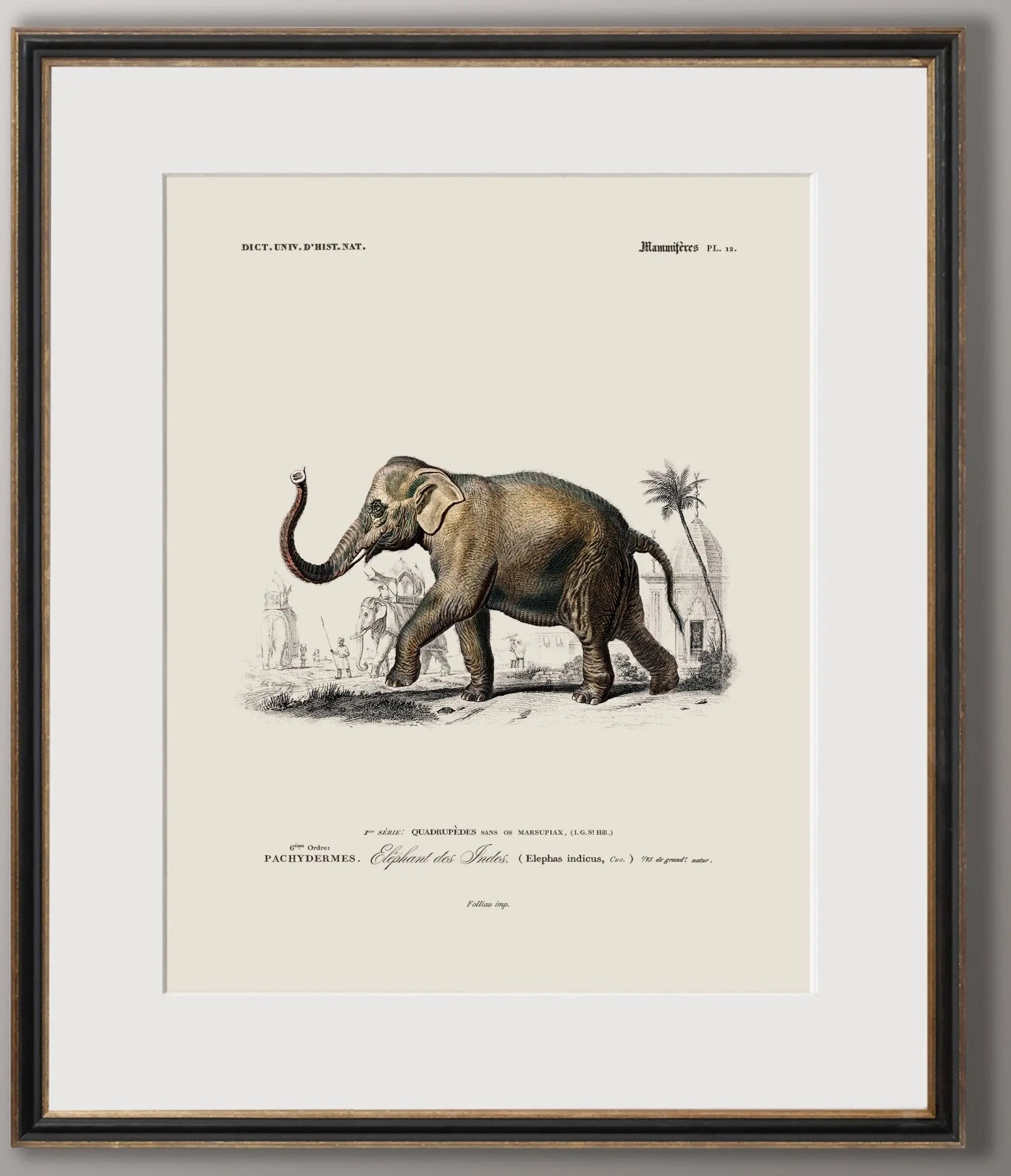 Vintage Naturalist Illustrations: Safari Wildlife - Emblem Atelier