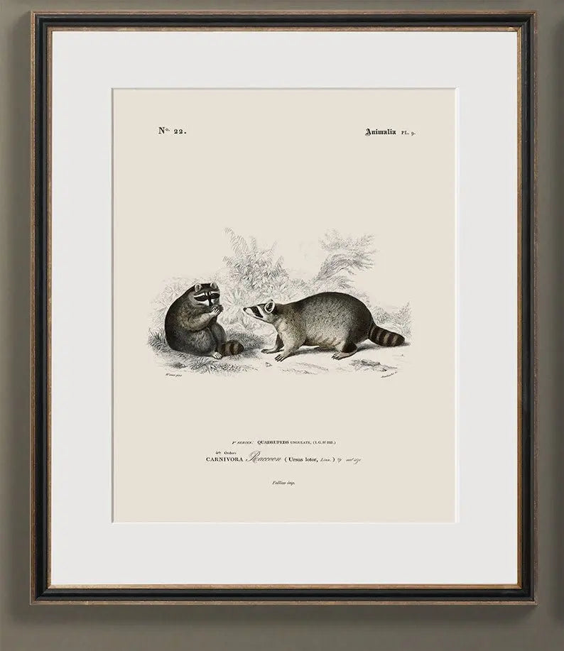 Vintage Naturalist Illustrations: Woodland Animals - Emblem Atelier